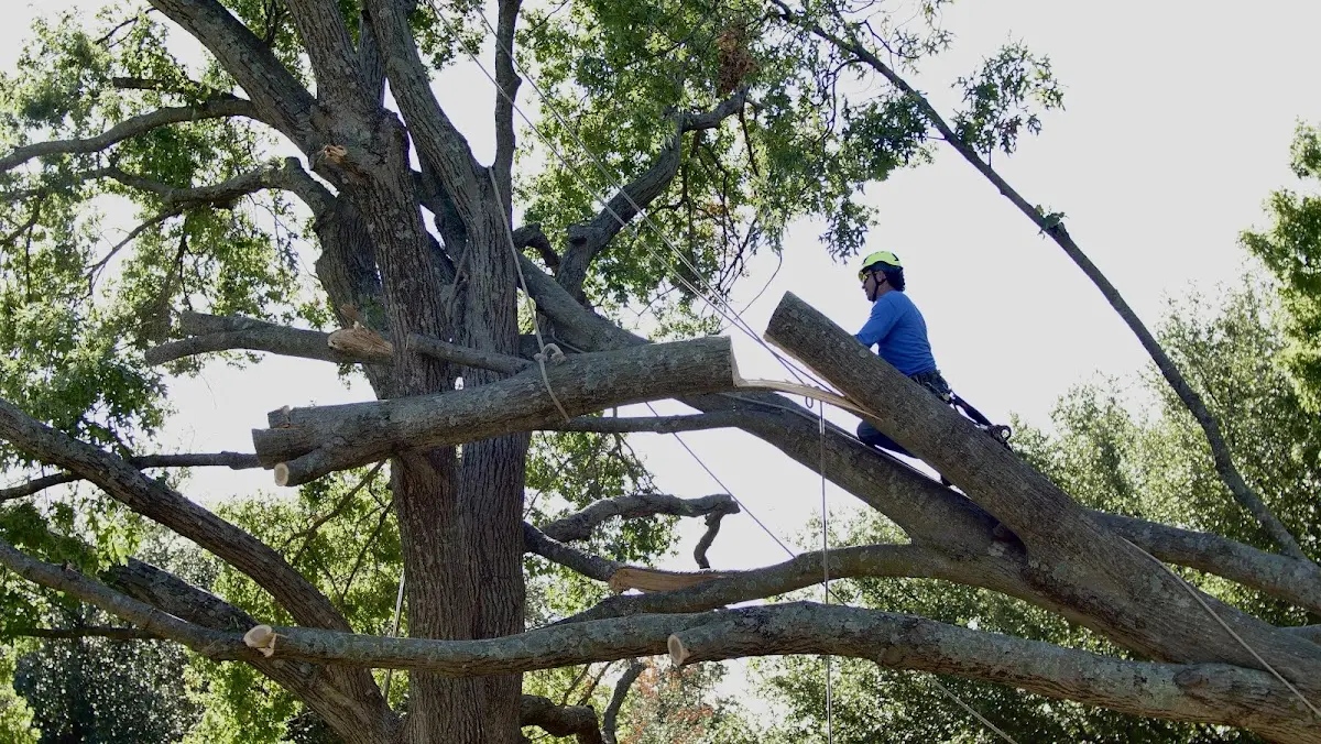 Professional Crown Thinning performed by certified arborists in Olton